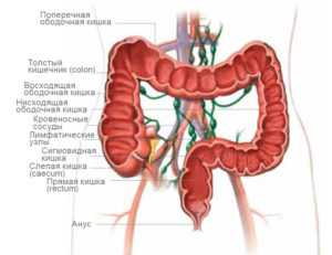 Толстая кишка