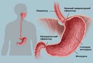 Пищевод, желудок, кишечник