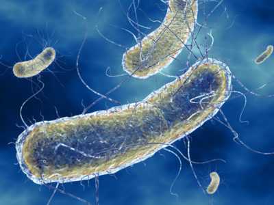 Е. coli – кишечная палочка – типичные характеристики и вызываемые заболевания