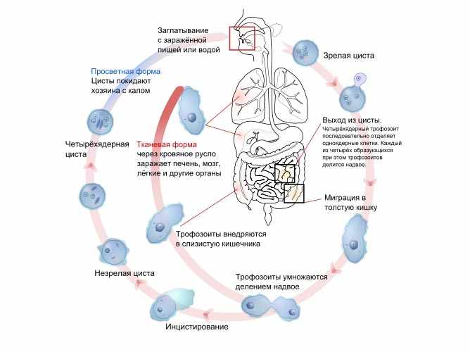 Дизентерийная амеба: жизненный цикл
