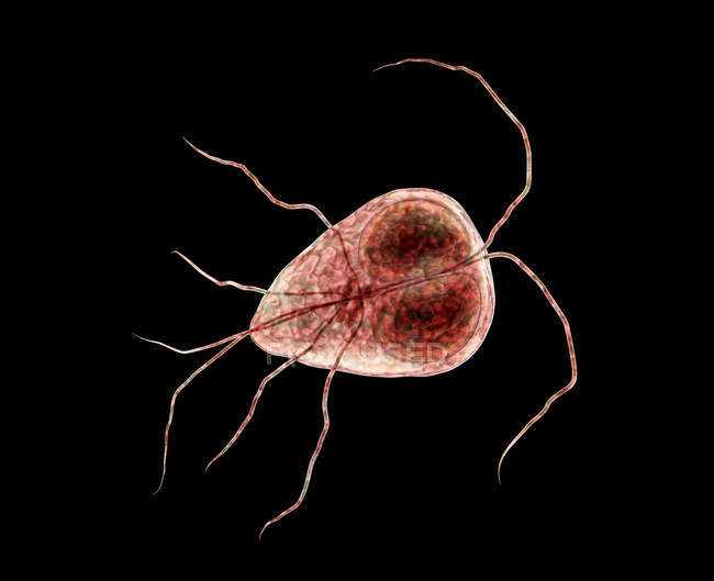 Giardia Lamblia