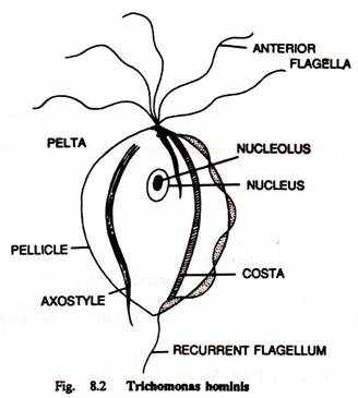 Строение кишечной трихомонады