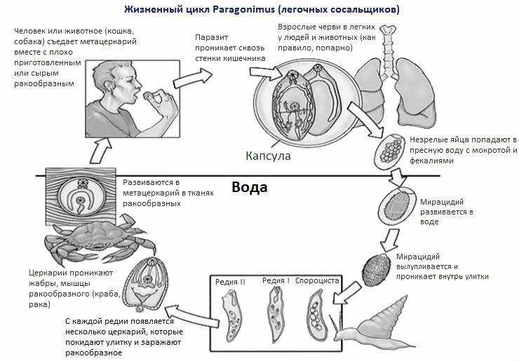 Жизненный цикл PW