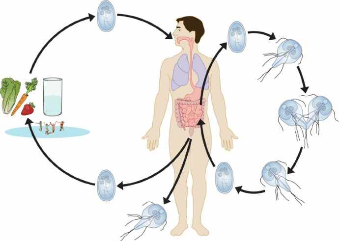 Пути заражения лямблиями