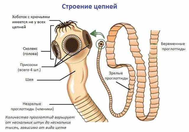 Строение червя солитера