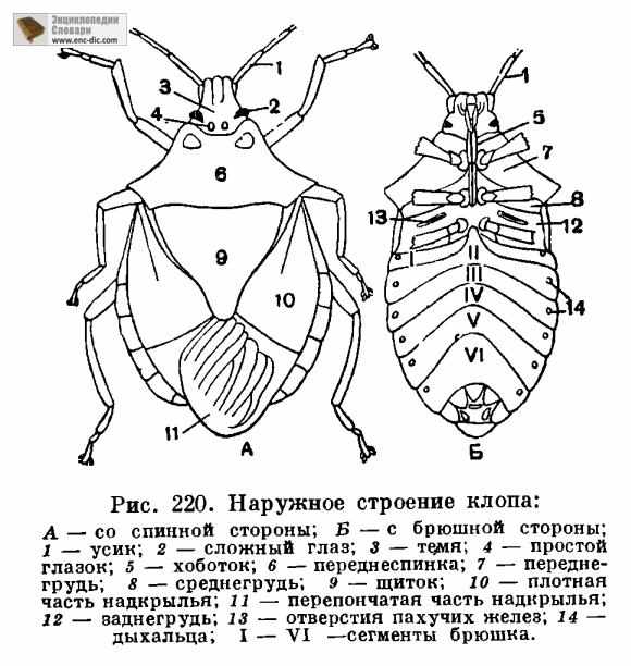 Строение клопа