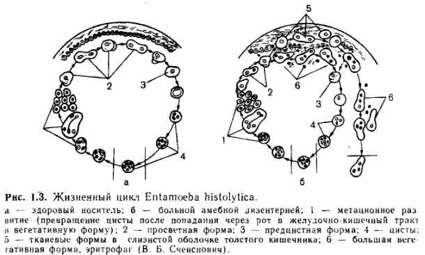 Дизентерийная амеба: стадии развития