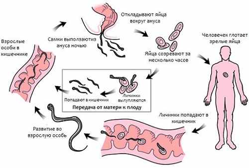 Жизненный цикл