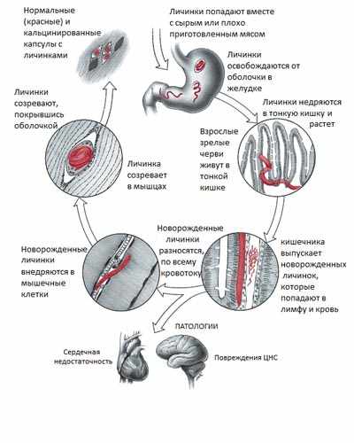 Цикл развития внутри человека