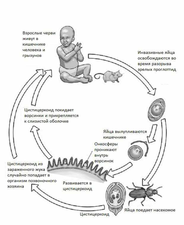 Жизненный цикл