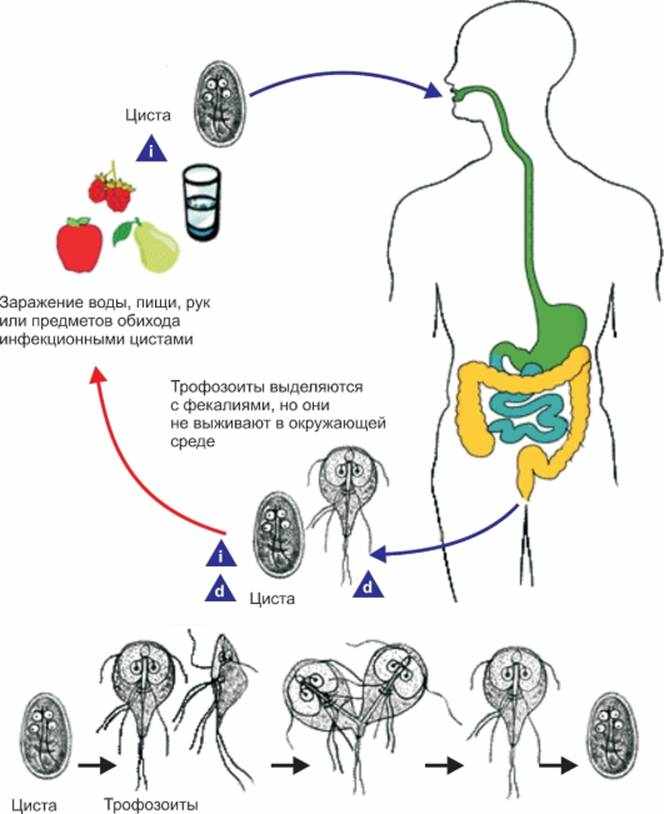 Жизненный цикл лямблий