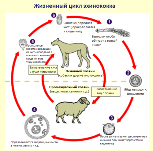 Эхинококкоз собак