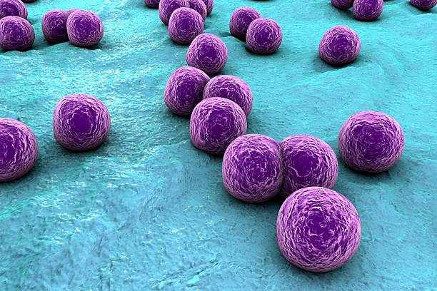 Staphylococcus Aureus