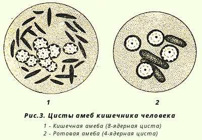 Строение цисты амебы