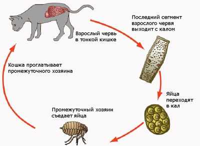 Жизненный цикл ленточных глистов у кошек 