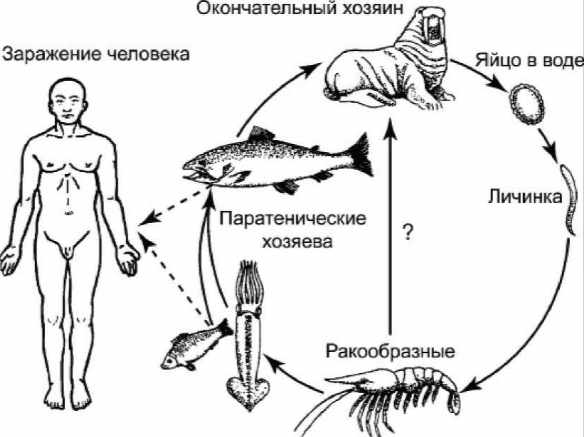 Строение и жизненный цикл анизакиды