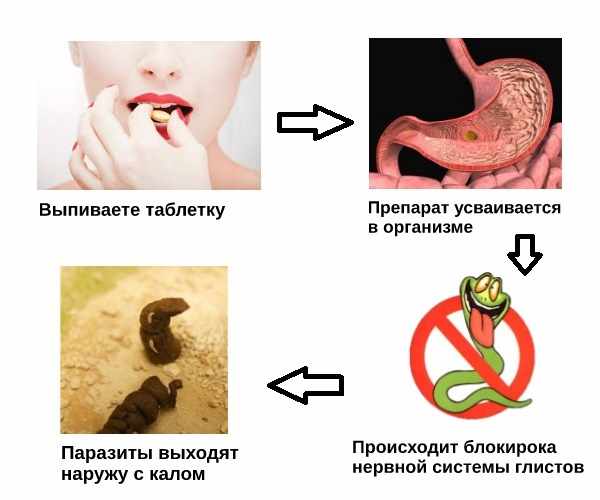 Схема действия пирантела на глисты