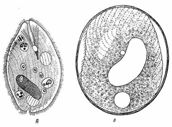 Balantidium coli