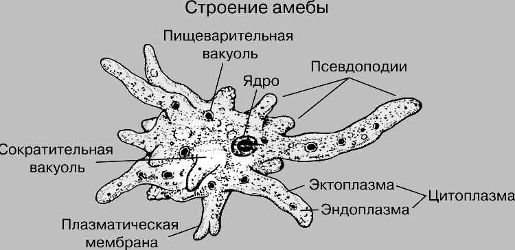 Строение амебы