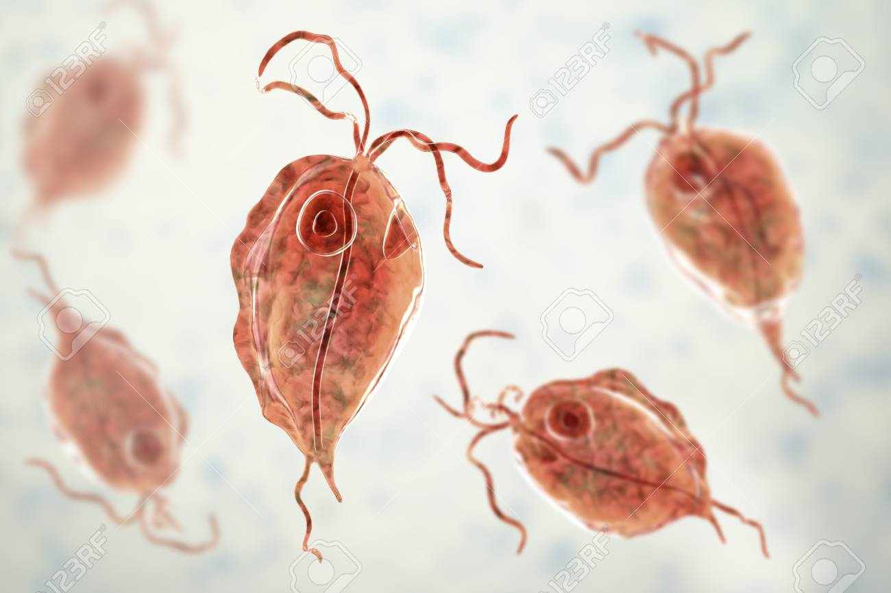 Trichomonas Hominis