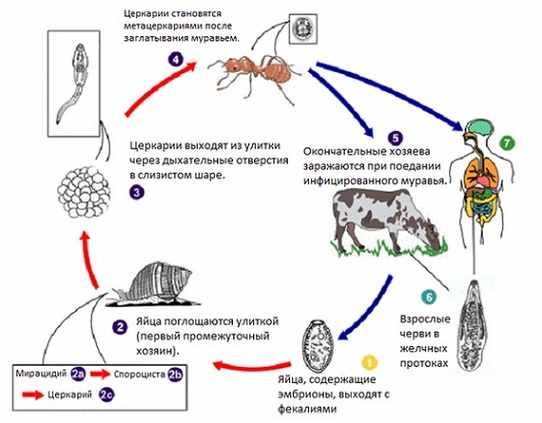 Жизненный цикл ланцетовидной двуустки