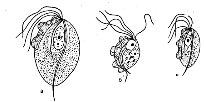 Строение трихомонады