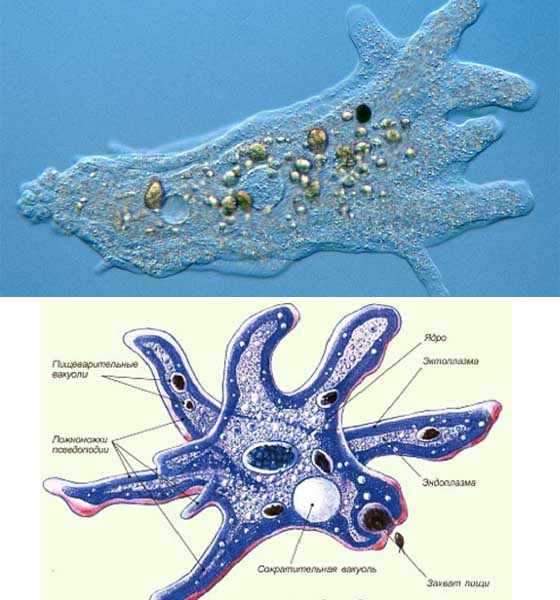 Кишечная амеба