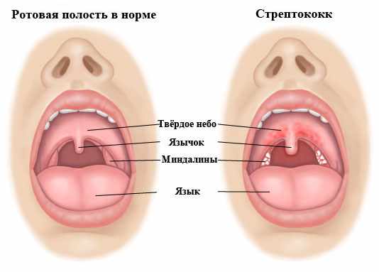 Ротовая полость