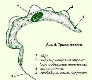 Трипаносомы