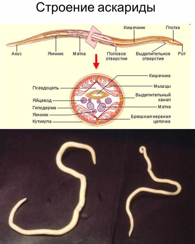 Строение Ascaris suum