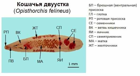 Внешний вид и строение