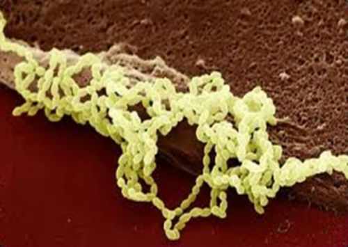 Staphylococcus aureus в кале