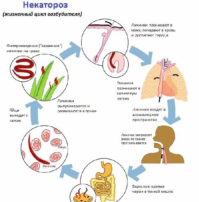 Пути инфицирования