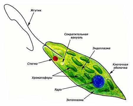 Жгутиковые – гетеротрофы