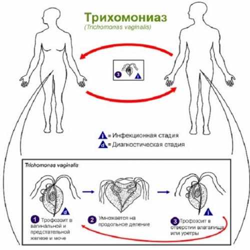 Как происходит заражение