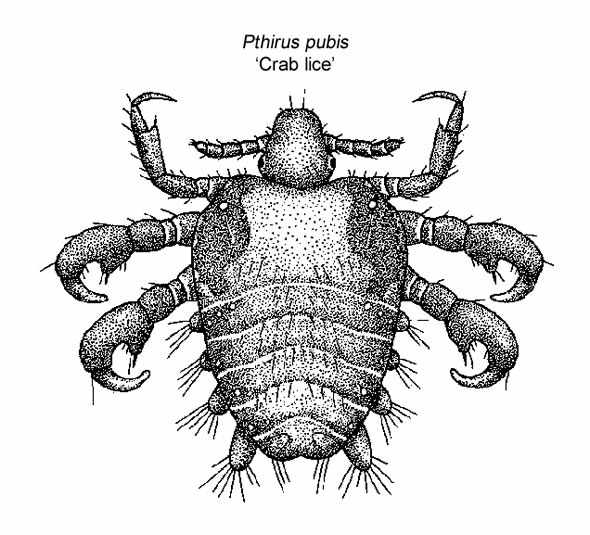 Принципы лечения и средства, применяемые для терапии лобковых вшей