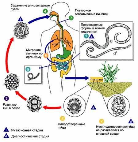 Жизненный цикл аскариды