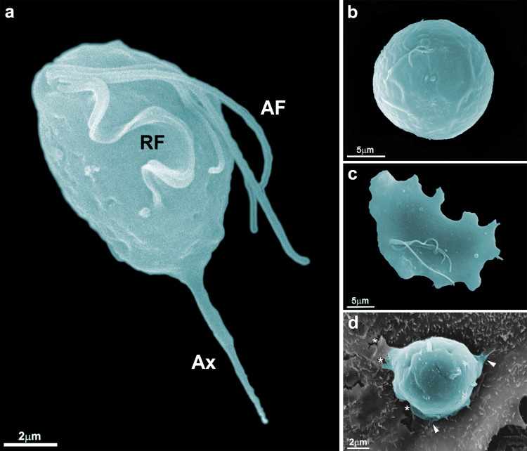 Особенности Trichomonas tenax