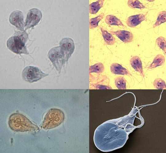 Лямблии под микроскопом