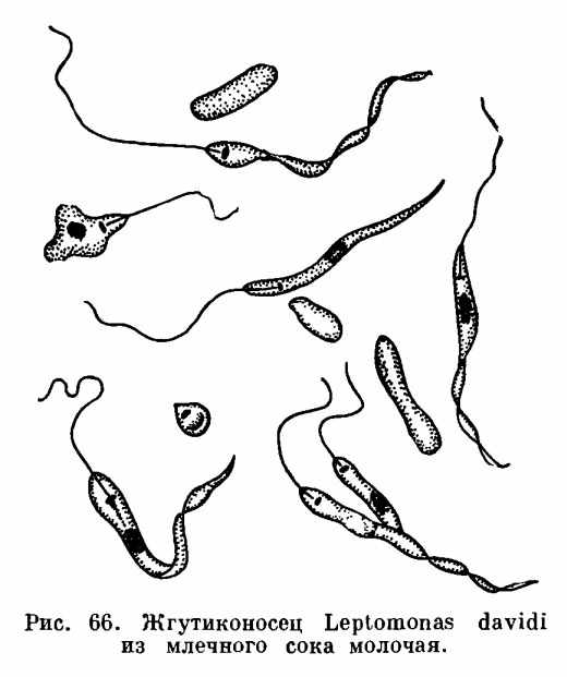 Leptomonas