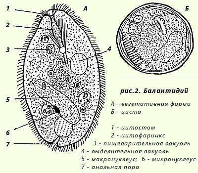 Строение