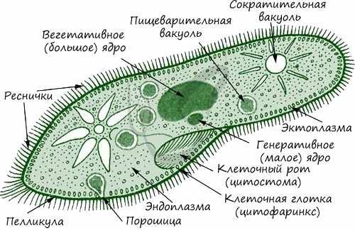 Жизненный цикл ихтиофтириуса