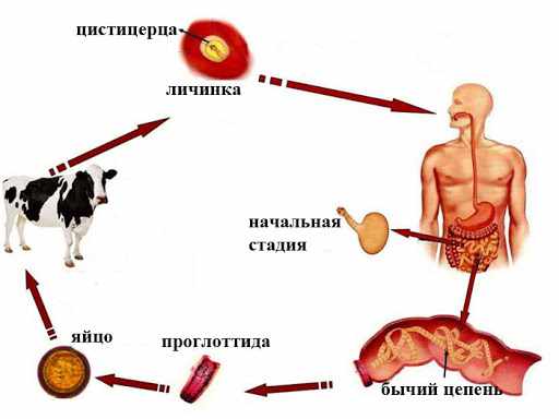 Жизненный цикл бычьего цепня