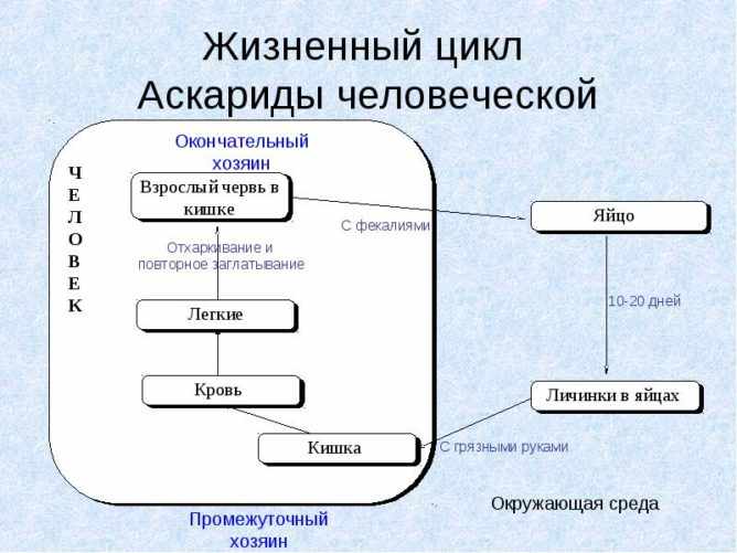 Жизненный цикл аскариды