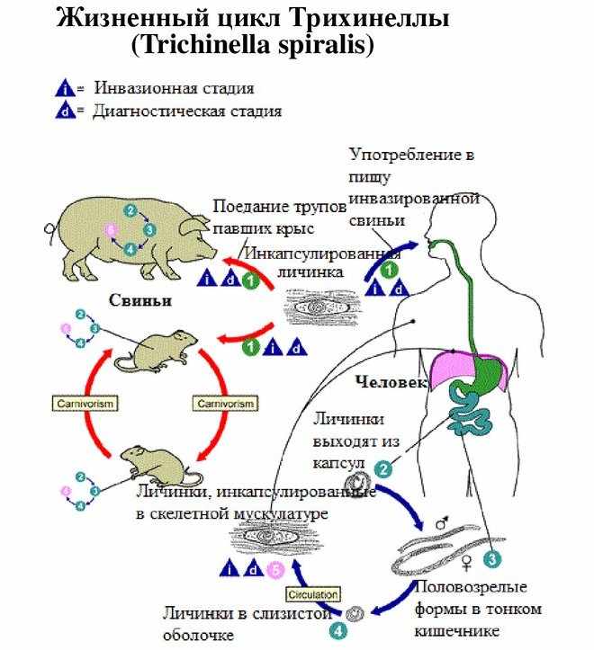 Как можно заразиться