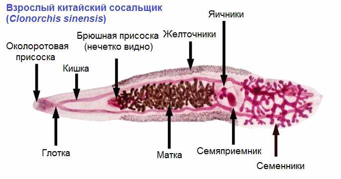 Китайский сосальщик: строение