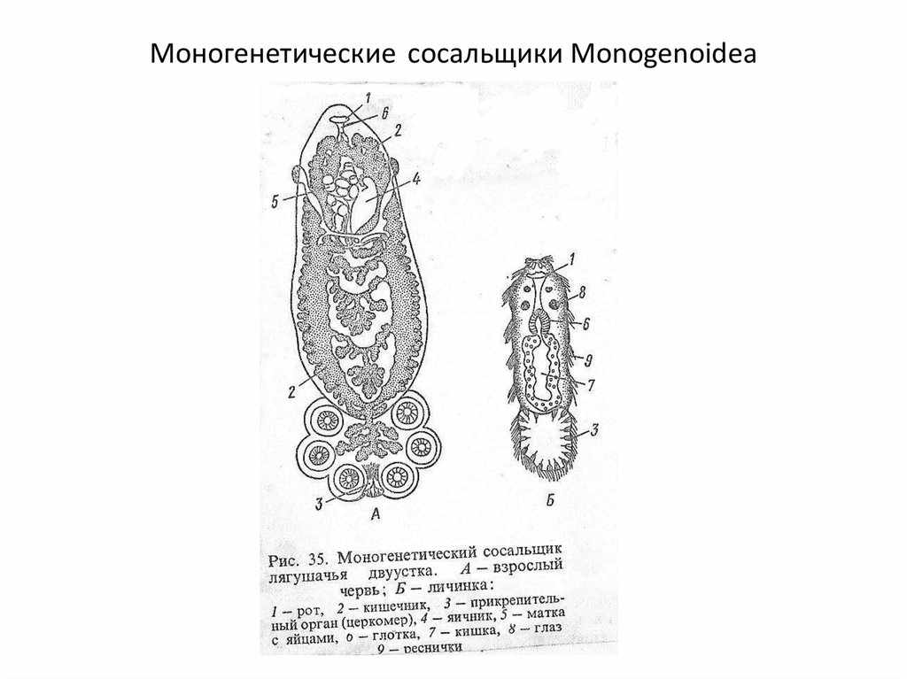 Заражение моногенетическими сосальщиками