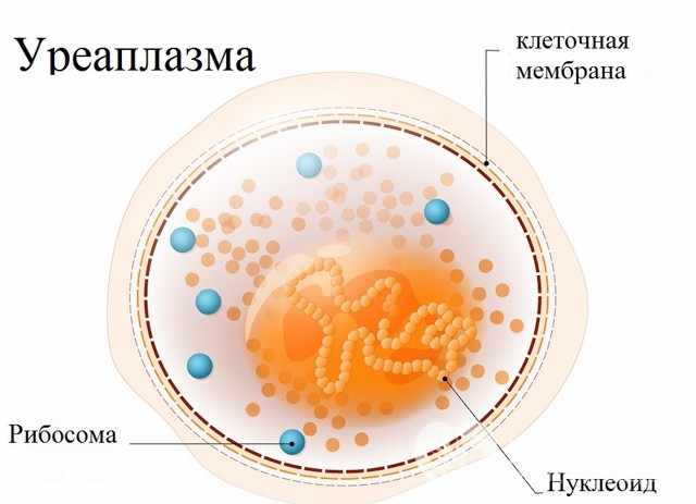 уреаплазма 10