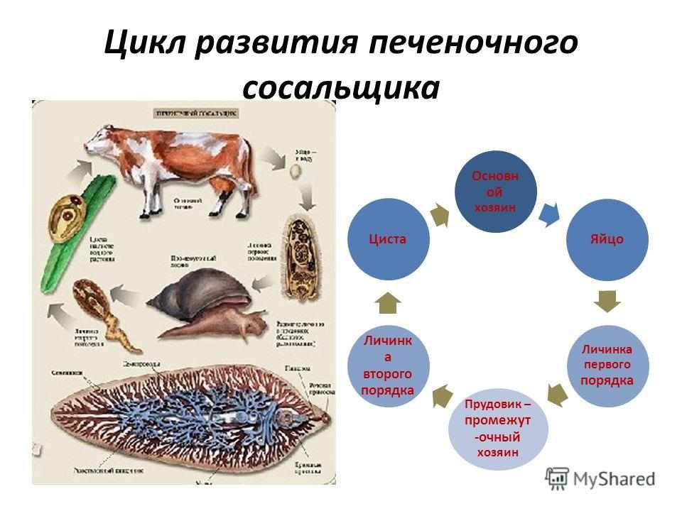 Коротко о цикле развития печеночных сосальщиков