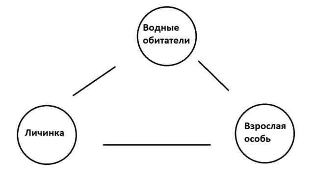 Жизненный цикл конского волоса